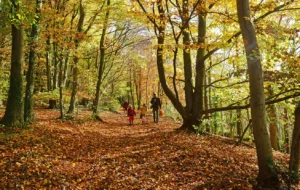 Exploring Autumn