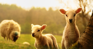 Signs of Spring