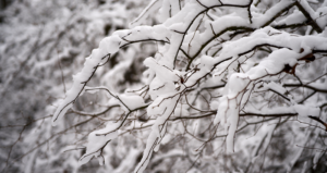 Winter Wonderland